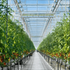 Fruit And Berry Glass Greenhouse