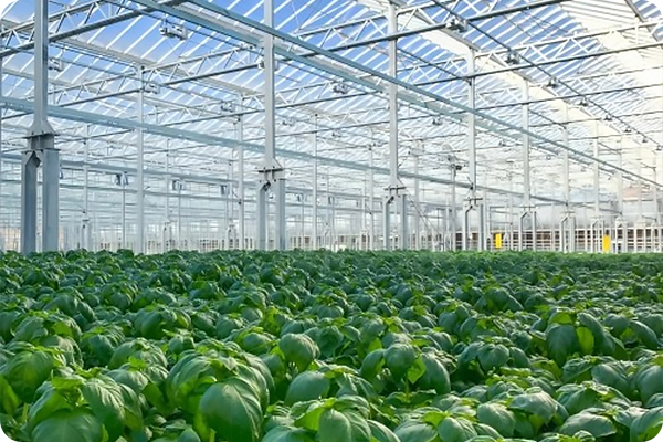 How To Achieve Year-Round Planting In Multi-Span Glass Greenhouses?