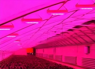 Multi-Span Film Agricultural Commercial Plastic Greenhouse