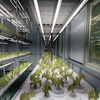 Hydroponics Cultures Plant Technology Container Greenhouse