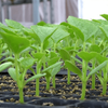 Plastic Film Single-span Tunnel Plant Growth Greenhouse