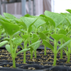 Large Agricultural Single Greenhouse For Seedling Raising