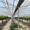 Multi-span Film Greenhouse For Grape Cultivation