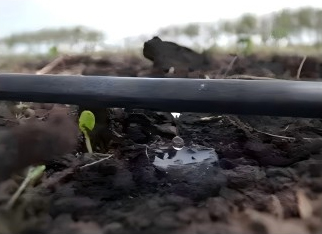 Multi-Span Film Agricultural Commercial Plastic Greenhouse