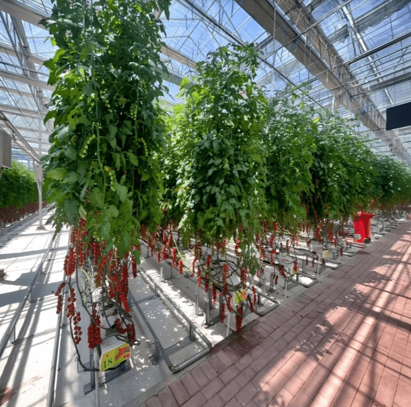 Fruit And Berry Glass Greenhouse
