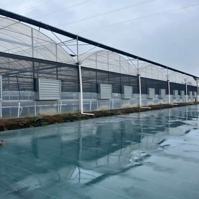 Commercial Multi-Span Greenhouse