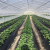Tunnel Film Greenhouse