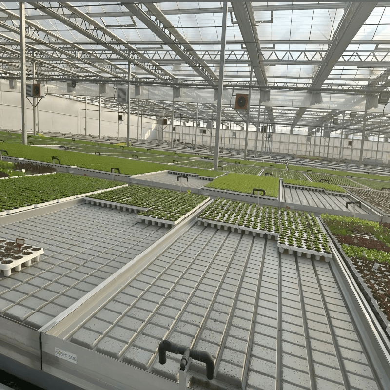 Nursery and Seeding Glass Greenhouse